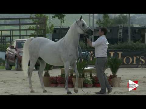 Montefalco 2016 - Classe 7