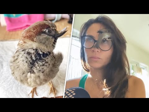 This Sparrow Thinks He's a Puppy - Adorable!