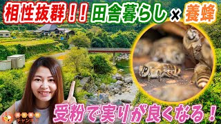 【ハチミツを作ろう】田舎暮らしに養蜂がぴったりな理由を解説します