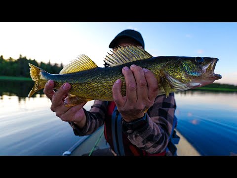 Incredible walleye fishing! (Full stringer)
