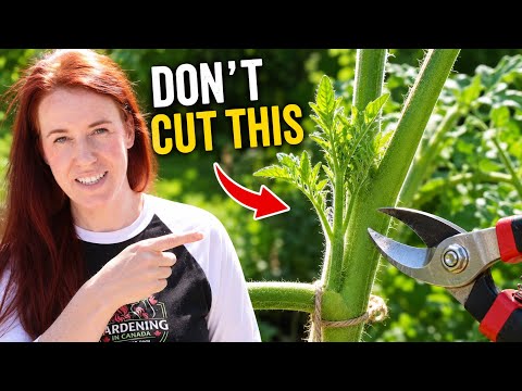 Research Indicates You Should Keep Tomato Suckers