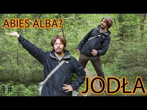 NIE BĄDŹ ZIELONY 👉🌲 JODŁA POSPOLITA Abies alba #jodła #drzewa #natura #edukacja
