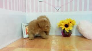 ハーフ犬の動画02