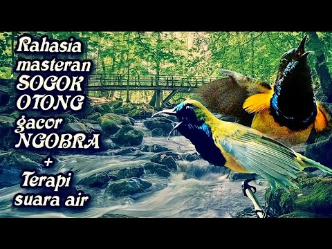 download lagu mp3 mp4 Masteran Burung Sogok Ontong Mp3, download lagu Masteran Burung Sogok Ontong Mp3 gratis, unduh video klip Masteran Burung Sogok Ontong Mp3