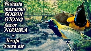 Download lagu Rahasia masteran Sogok Otong gacor NGOBRA terapi suara air mp3 Download lagu Rahasia masteran Sogok Otong gacor NGOBRA terapi suara air mp3