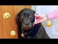 I dare you not to LAUGH at these FUNNY DOGS 😁🦮 - Best Funny Animals Videos 2026 DEFAULT Thumbnail