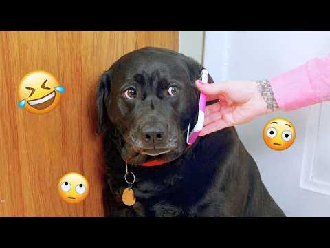 I dare you not to LAUGH at these FUNNY DOGS 😁🦮 - Best Funny Animals Videos 2026 #307