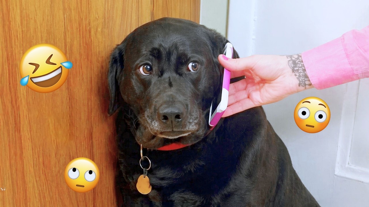 I dare you not to LAUGH at these FUNNY DOGS 😁🦮 - Best Funny Animals Videos 2026