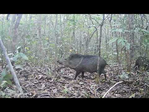 Bicharada Na Ceva De Milho 🌽