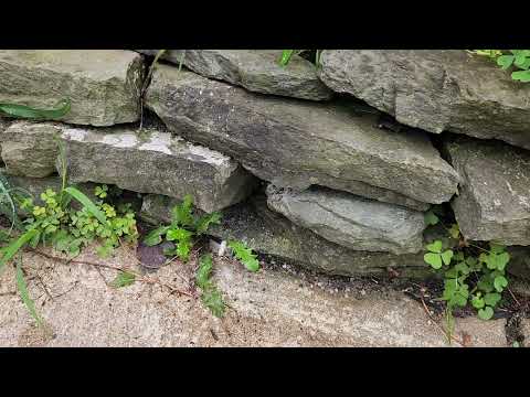 Yellow Jackets Nesting in Stone Retaining Wall in Barnegat, NJ