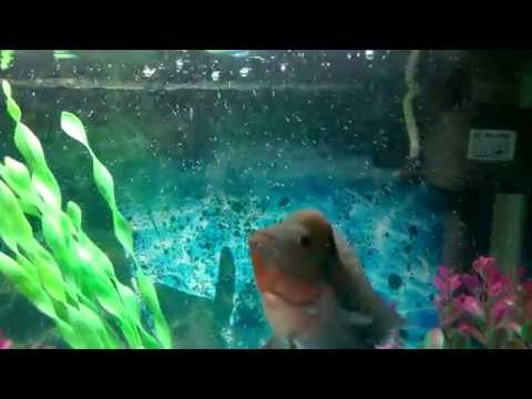 Fish in A beautiful Aquarium