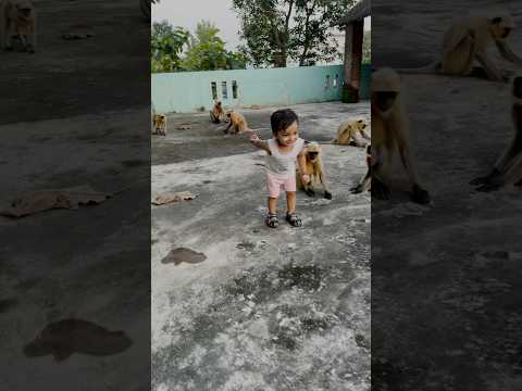 Thumba Thumba – Part 114 😻💥🎊 #divyanshaurlangurkiyaari #monkey #hanuman