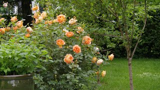 Best and Worst Mulches for Roses (What Actually Works—and What Doesn’t)