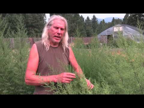 Big Medicine Artemisia annua