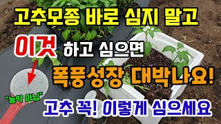 고추모종 바로 심지 말고 이것 하고 심으면 병없이 고추가 주렁주렁 달리고 고추모종은 꼭 이렇게 심어주세요!