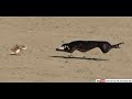 Greyhound Coursing 2020 Dog Race Coursing Racing Wild Rabbit