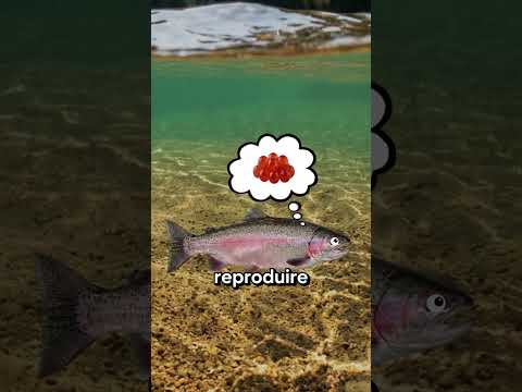 Qui sont les meilleurs parents du monde animal ?