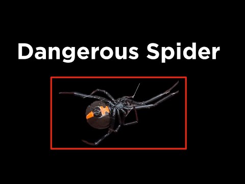 I Built a Dangerous Spider Detector: My Real ML Workflow with Codex thumbnail