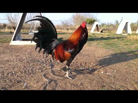 PENNY HATCH / VELCRO