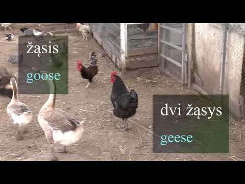 LITHUANIAN LESSON 106 - IN A FARM - Ūkyje
