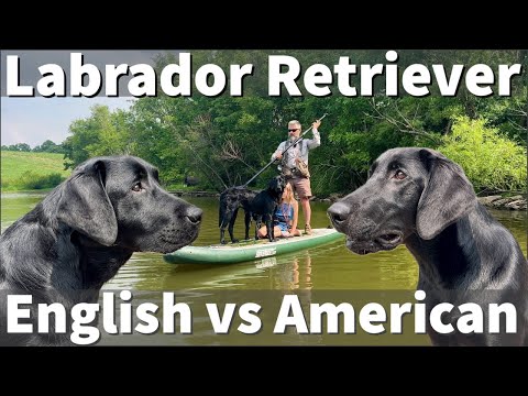 English (Show) vs American (Field) Labrador Retriever | In Depth Comparison