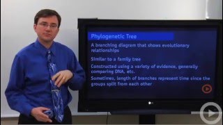 Phylogenetic Tree - Rooted Tree