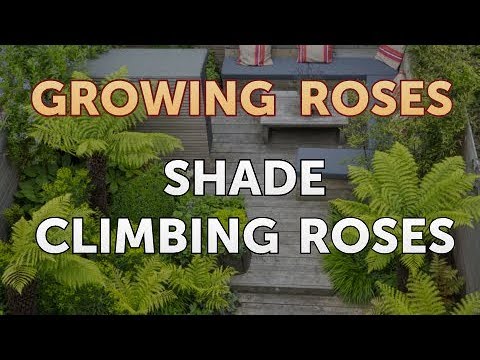 image-Do Knockout roses do well in shade?