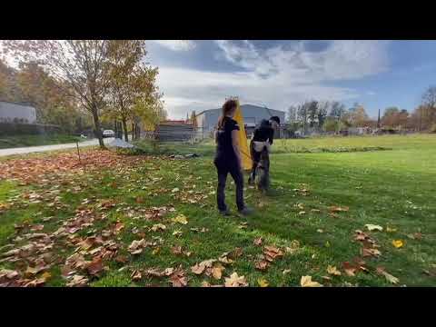 Jasper Garoma Silesia - protection training - 7 months