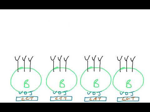Affinity maturation - YouTube