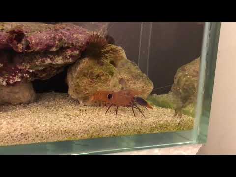 Pistol Shrimp Vs Crab