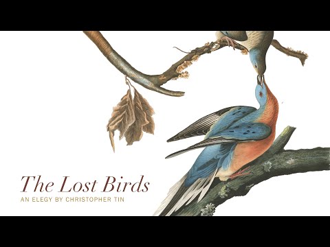 Kickstarter Trailer: 'The Lost Birds'