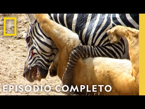 Desbocados | Noche De Pelea Animal | Nat Geo en Español