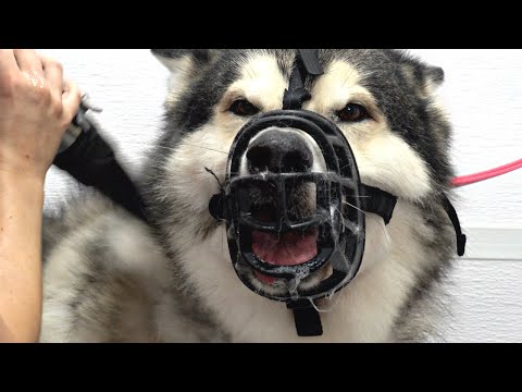Don't mess with an Alaskan Malamute...