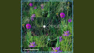 Cosmos (Bipinnatus)