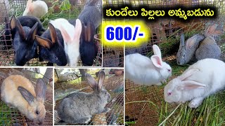 top quality Rabbits for sale in telugu/ 70133 17555 /aj pets