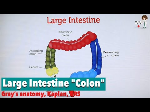Large Intestine "Colon" (Anatomy #81)