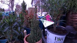 I Love This Oleander || Potting Oleander and Cold Hardy Types to Try