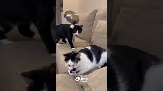 Mira lo que hizo este gato 🫪 #viralvideo