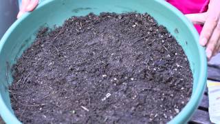 How Do I Germinate Sunflower Seeds? : Planting the Seed