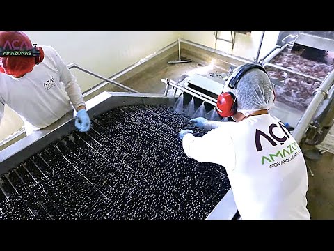 Amazon Gold Berry Harvest - Tropical Berry Cultivation Technology - Acai Berry Processing Factory