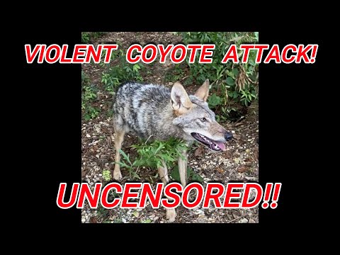 Vicious Coyote Attack! UNCENSORED! Victim Survives by Playing Dead! GRAPHIC Footage! Bonus Episode!