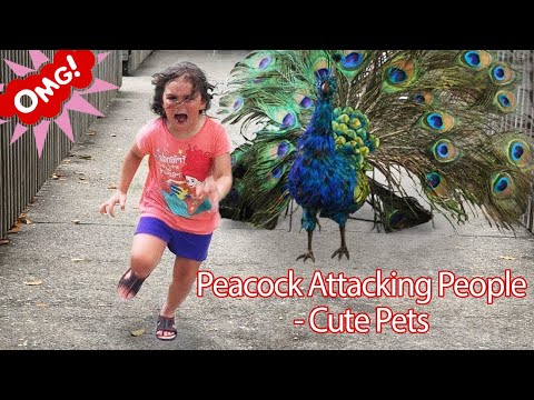 Funny PETS Peacock Attacking People - Funniest Animals Videos 2019 P1 - Cute Pets