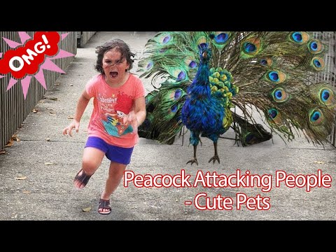 Do Peacocks Attack People