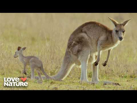 Everything You Need To Know About Kangaroos | Secret Life of the Kangaroo 101