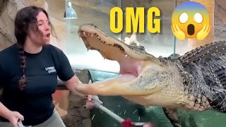A Heart-Stopping Encounter: The High Stakes of Gator Handling!