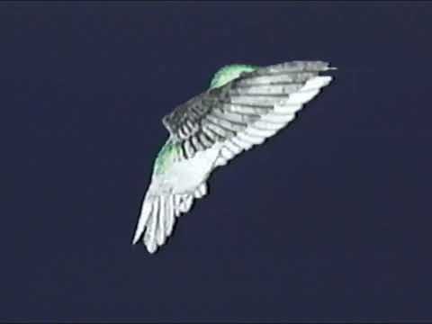 Hummingbirds Up Close