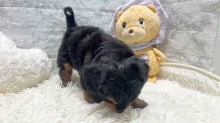 ハーフ犬の動画01