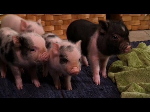 16 Extremely Cute Animal Videos