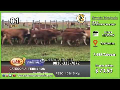 13-05-19 - Venta de Machos - Remate Televisado de UMC & HACIENDA VILLAGUAY - Corrientes