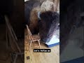 PET BISON 🦬 BROKE INTO MY HOUSE 🏡😱 #bison #pets #ranch #farm #yellowstone #montana #buffalo